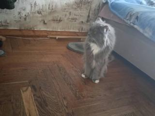 Кошка