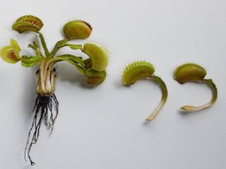 Семена Венерина мухоловка 5 шт (Dionaea muscipula), хищное растение, которое ест мух